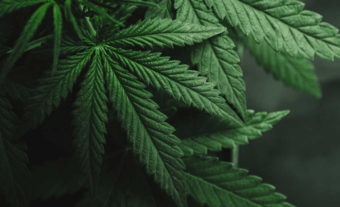 Best Weed Strains in 2023