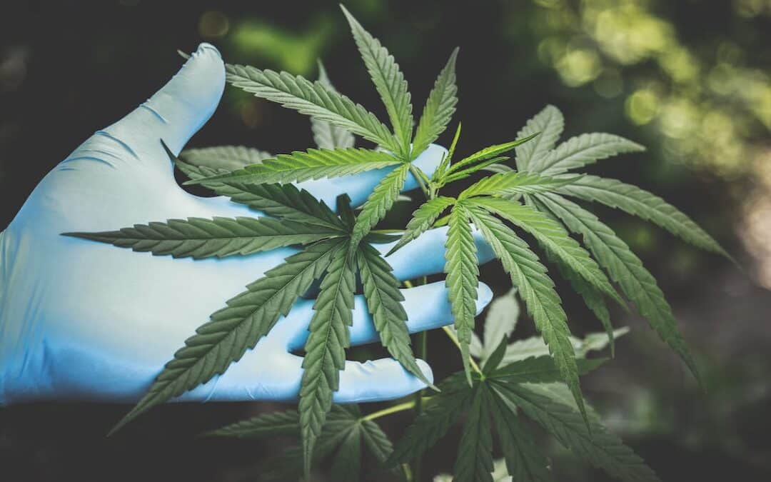 Understanding the Pineapple Express Strain