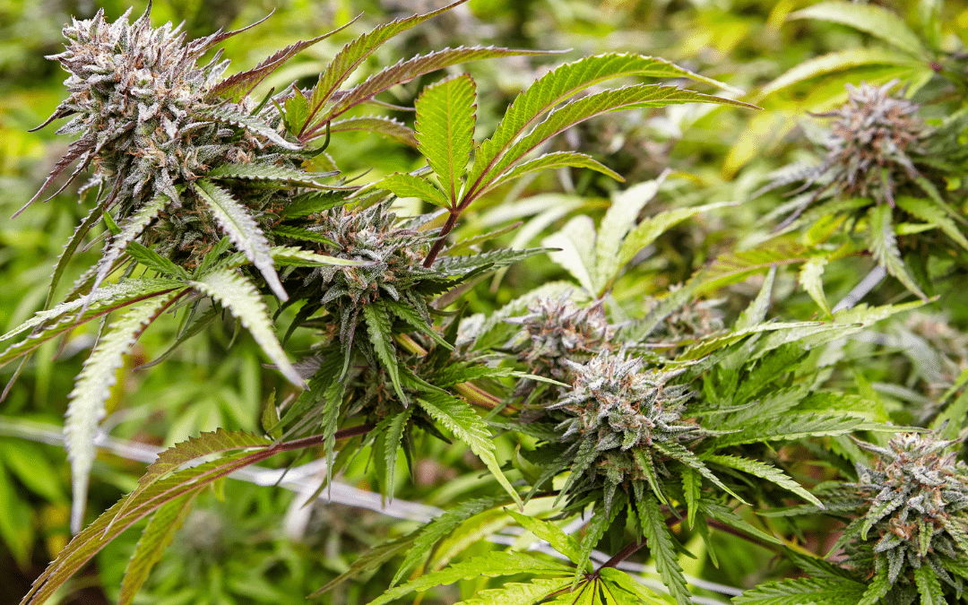 Cherry Pie Strain 101