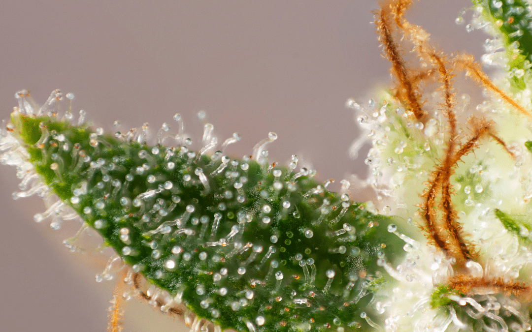 Durban Poison Strain: A Guide