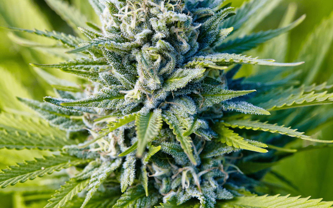 The Blue Dream Strain Experience