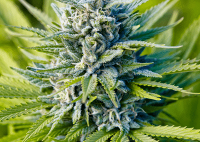 The Blue Dream Strain Experience